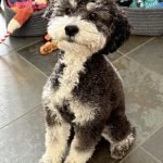 Just around the Corner Dog Grooming & Boutique: Unleash Style