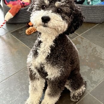 Just around the Corner Dog Grooming & Boutique: Unleash Style