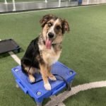 K-9 Culture Dog Training: Elevate Your Pet’s Experience