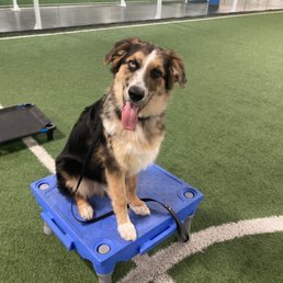 K-9 Culture Dog Training: Elevate Your Pet’s Experience