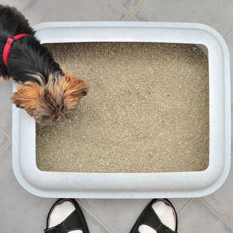 Kitty Litter Training Dogs: Simplify Housebreaking Fast