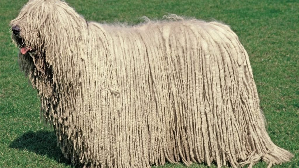 Komondor Dog Breeds: Unraveling Their Majestic Coats