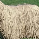 Komondor Dog Breeds: Unraveling Their Majestic Coats