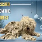 Komondor Dog Grooming: Master the Art Effortlessly