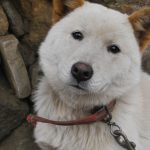 Korean Dog Breeds: Unveiling Unique Canine Companions