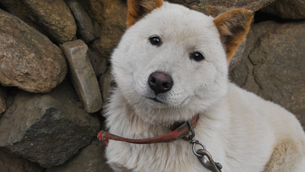 Korean Dog Breeds: Unveiling Unique Canine Companions