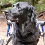 Lab Dog Health Problems: Essential Care Tips