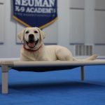 Lab Dog Puppy Training: Expert Tips for Success