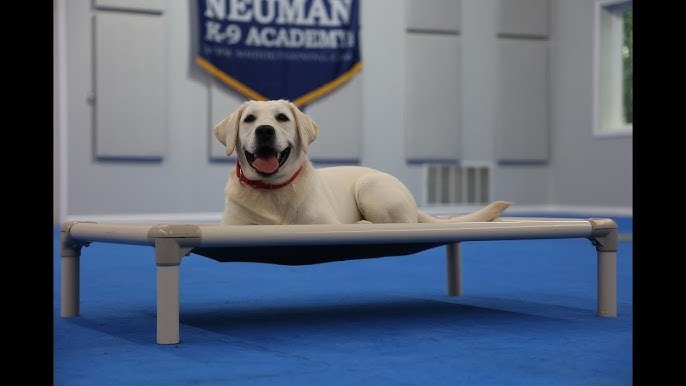 Lab Dog Puppy Training: Expert Tips for Success