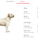 Labrador Dog Behaviour: Unraveling Their Playful Nature