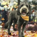 Lake Norman Dog Grooming Studio: Pamper Your Pup Today