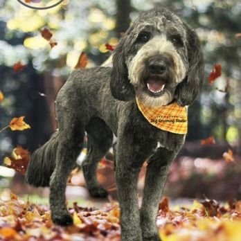 Lake Norman Dog Grooming Studio: Pamper Your Pup Today