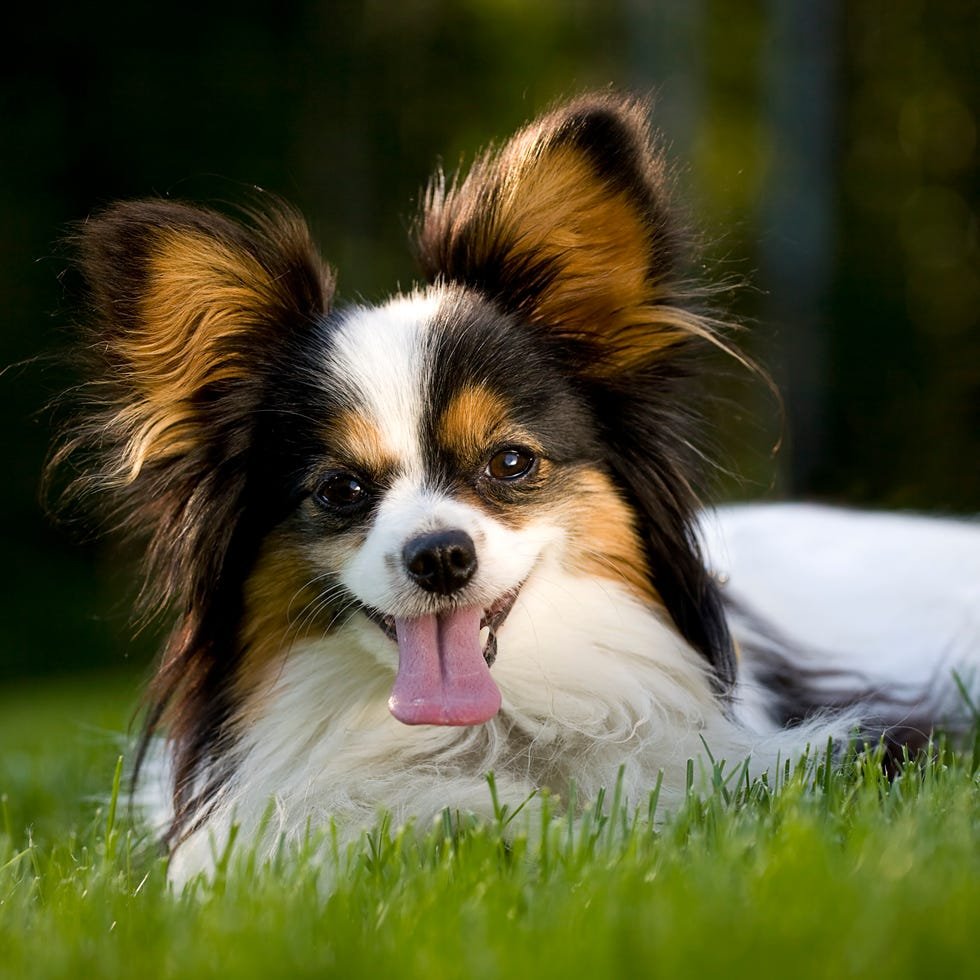 Lap Dog Breeds: Perfect Companions for Cozy Living