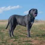 Large Dog Breeds Cane Corso: Majestic Guardians Unleashed
