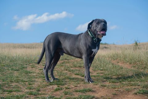 Large Dog Breeds Cane Corso: Majestic Guardians Unleashed