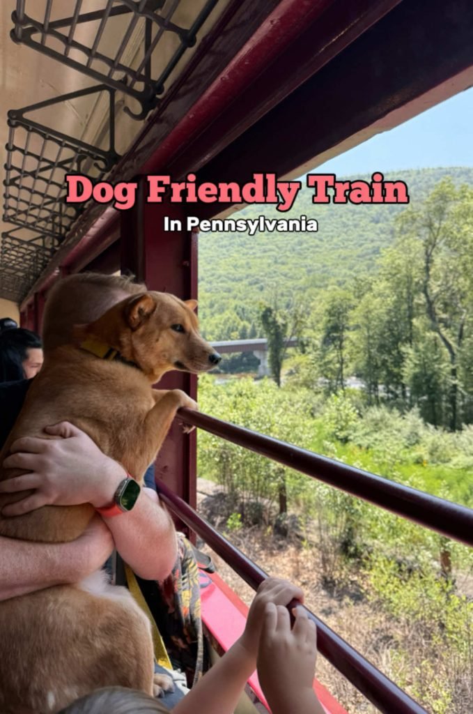 Large Dog Friendly Trains: Explore Pet Travel Options