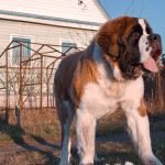 Large Dogs Breeding: Essential Tips and Insights