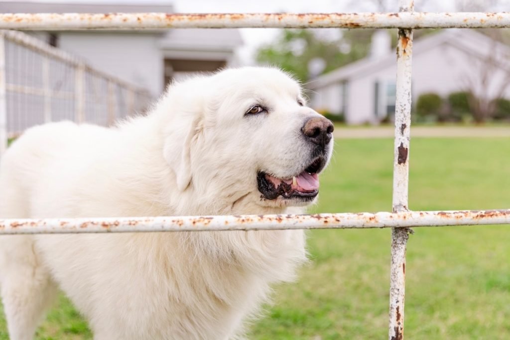 Large Herding Dog Breeds: Majestic Guardians Unleashed