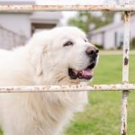 Large Herding Dog Breeds: Majestic Guardians Unleashed