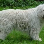 Large Russian Dog Breeds: Majestic Companions Unleashed