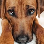 Large Short Haired Dog Breeds: Top 10 Family Favorites
