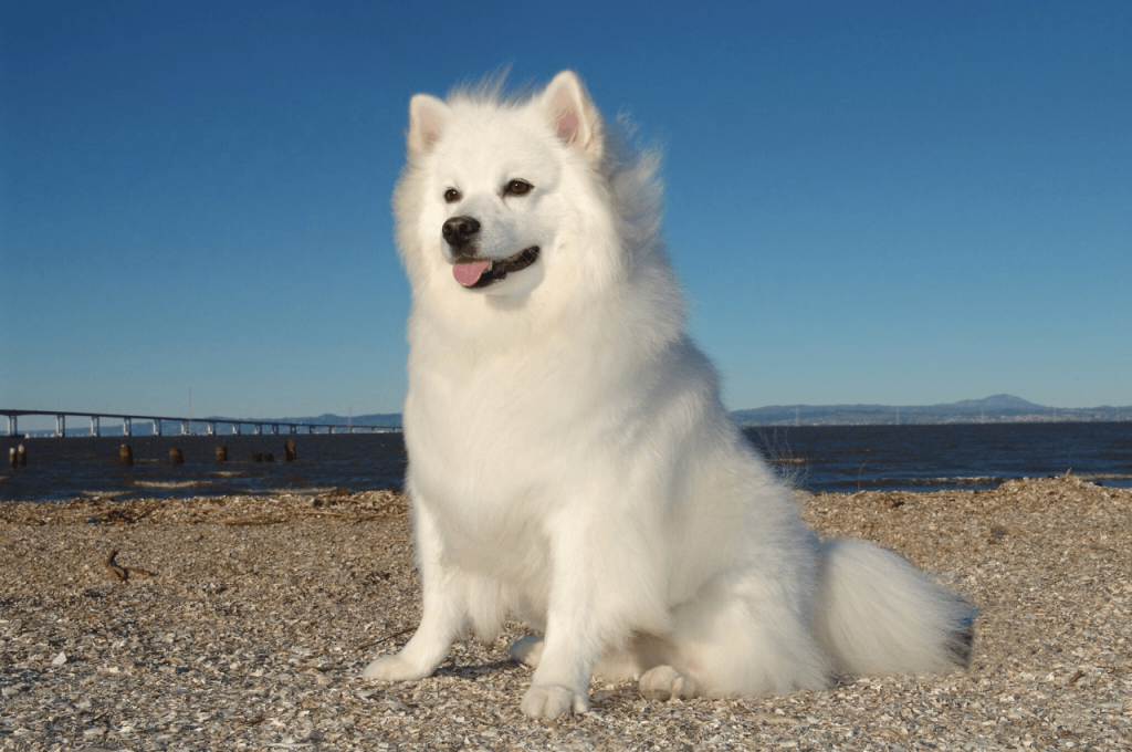 Large White Fluffy Dog Breeds: Ultimate Guide