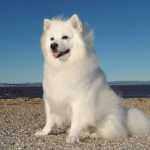 Large White Fluffy Dog Breeds: Ultimate Guide