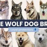 Large Wolf Dog Breeds: Majestic Companions Unleashed