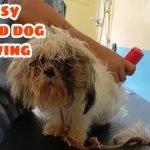 Lazy Dog Grooming: Effortless Tips for Busy Pet Owners