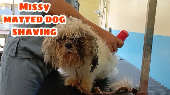 Lazy Dog Grooming: Effortless Tips for Busy Pet Owners