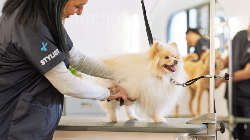 Learn Dog Grooming: Transform Your Pet’s Appearance