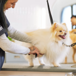 Learn Dog Grooming: Transform Your Pet’s Appearance