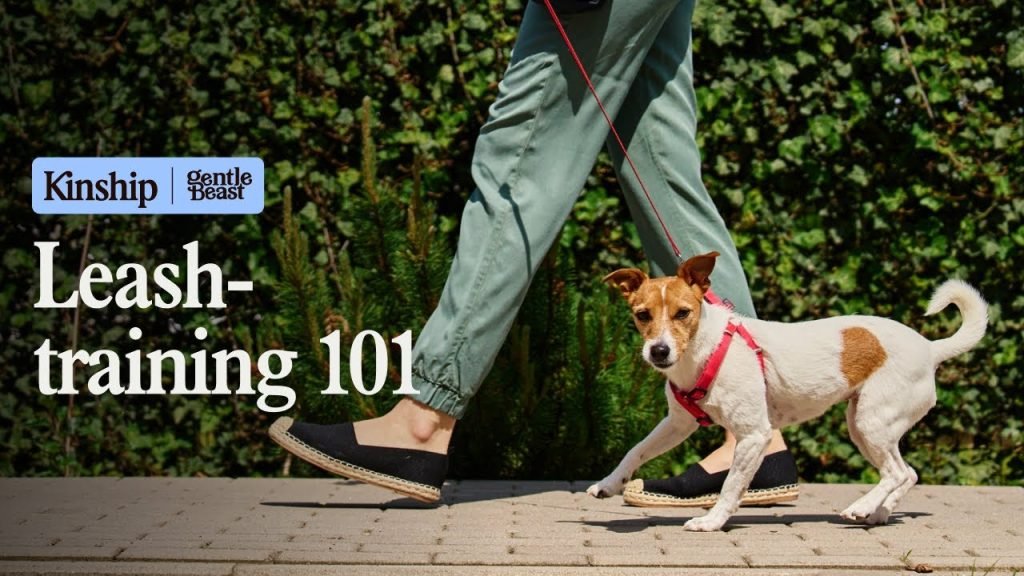 Leash Training a Dog: Expert Tips for Success
