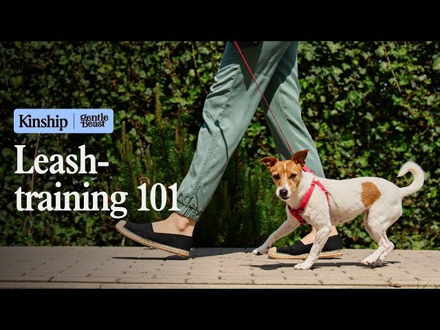 Leash Training Dog: Mastering Walks with Ease