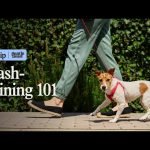 Leash Training Dogs That Pull: Mastering Control Techniques