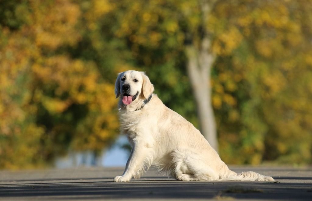 Least Aggressive Dog Breeds: Perfect Family Companions