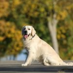 Least Aggressive Dog Breeds: Perfect Family Companions