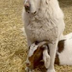 LGD Dog Breeds: Guardians of Your Flock