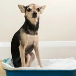 Litter Box Training a Dog: Simplify Housebreaking Today