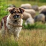 Livestock Guardian Dog Breeds: Protectors of the Herd