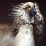 Long Haired Dog Breeds: Discover Majestic Coats