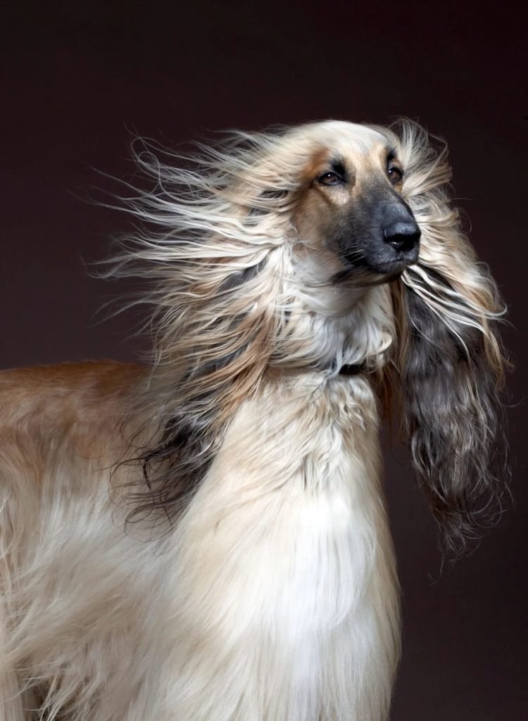 Long Haired Dog Breeds: Discover Majestic Coats