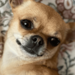 Longest Living Dog Breeds: Discover the Secrets