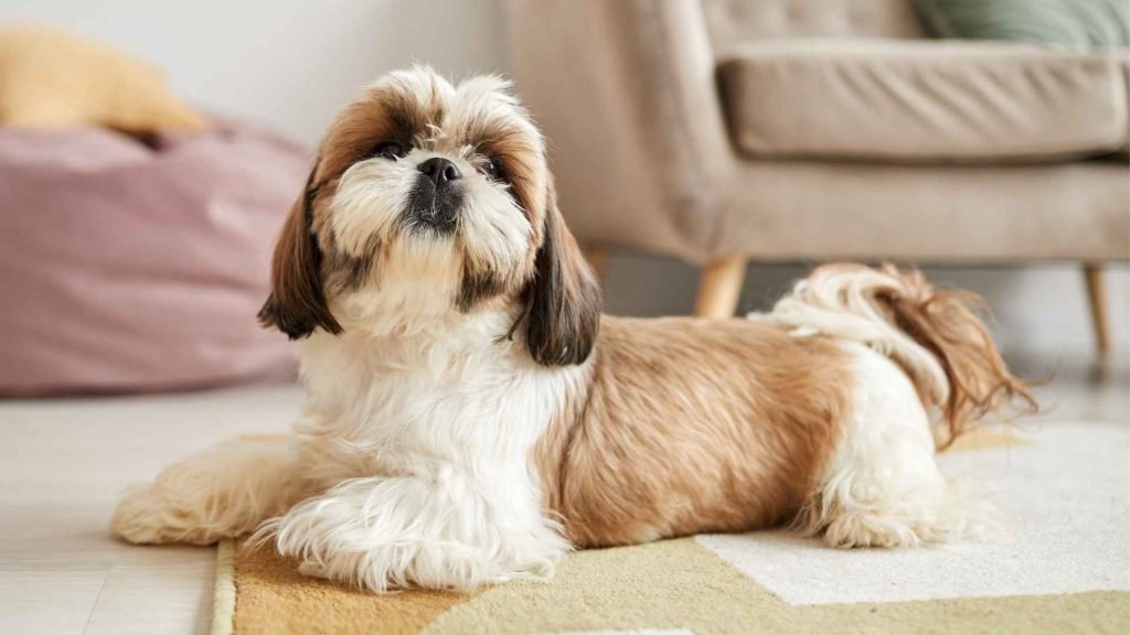 Low Activity Dogs: Perfect Pets for Cozy Lifestyles