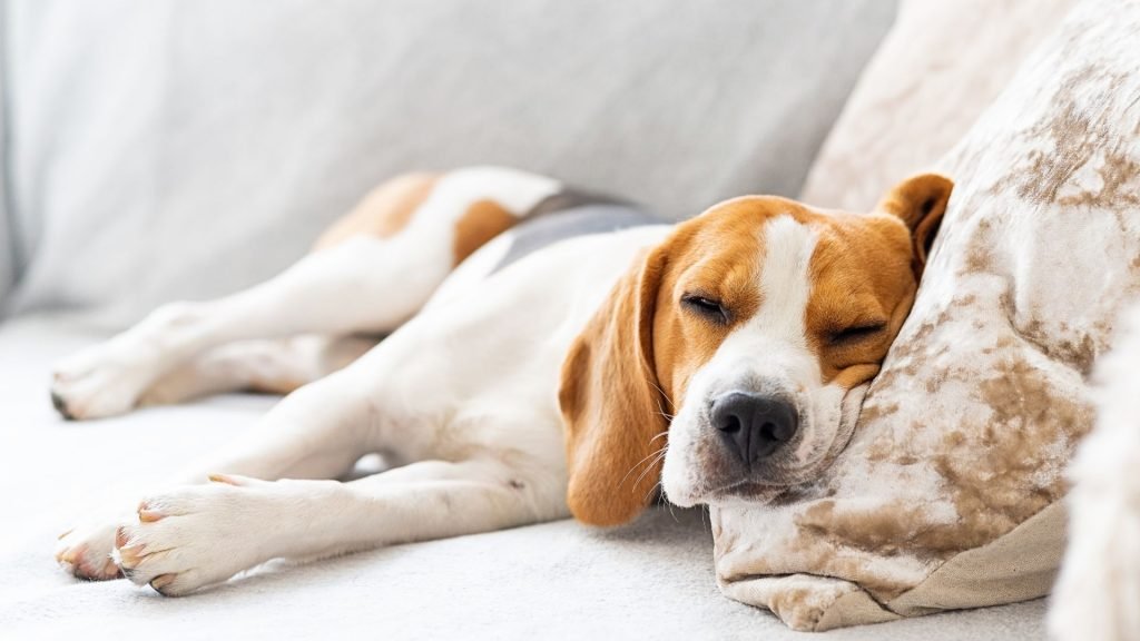 Low Energy Dog Breeds: Perfect for Relaxed Living