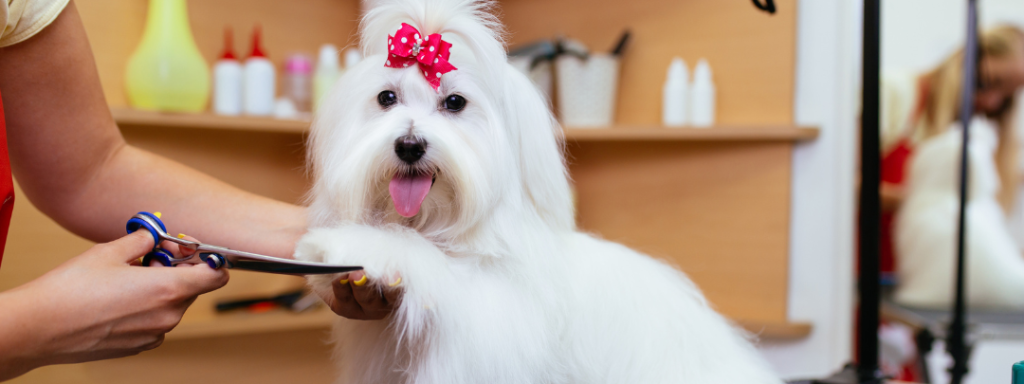 Maltese Dog Grooming: Expert Tips for a Flawless Coat