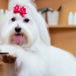 Maltese Dog Grooming: Expert Tips for a Flawless Coat