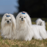 Maltese White Dog Breeds: Adorable Companions Unveiled