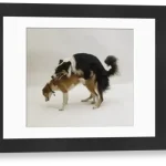 Mating Behaviour in Dogs: Unveiling Canine Instincts