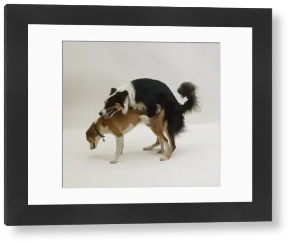 Mating Behaviour in Dogs: Unveiling Canine Instincts